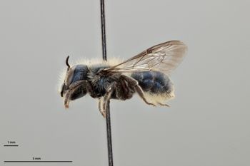 Media type: image;   Entomology 793325 Aspect: habitus lateral view